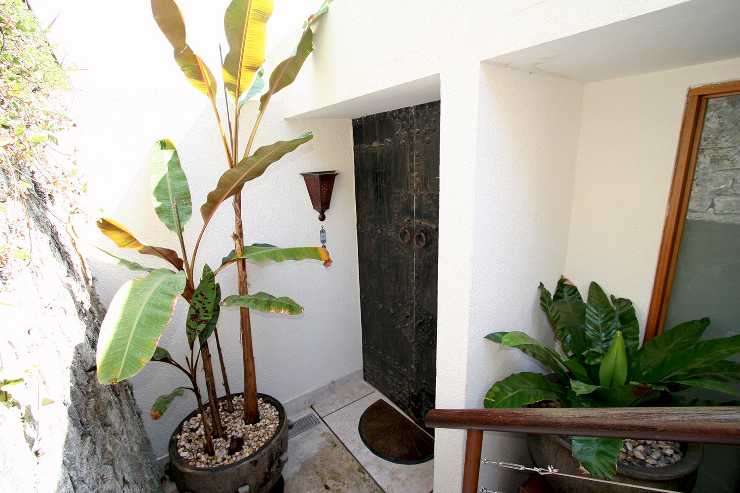 bananeira ornamental