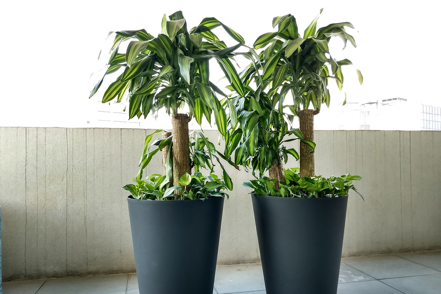 Dracena vaso
